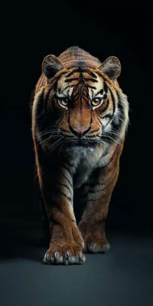 Night Tiger