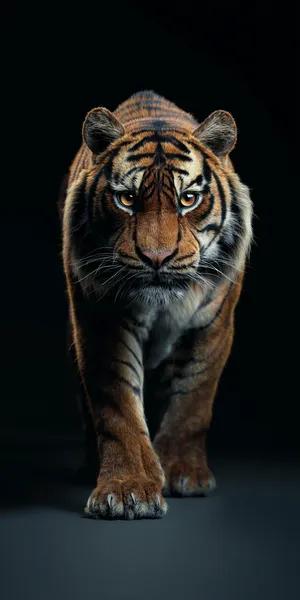 Night Tiger